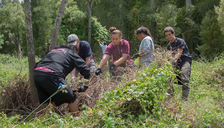 Student volunteers deal with weedy vines