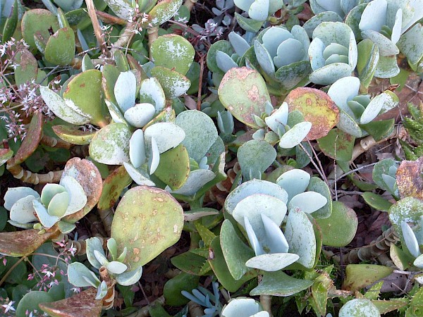 Quiz image