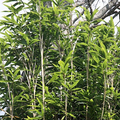 Weed quiz teaser image