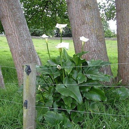 Weed quiz teaser image