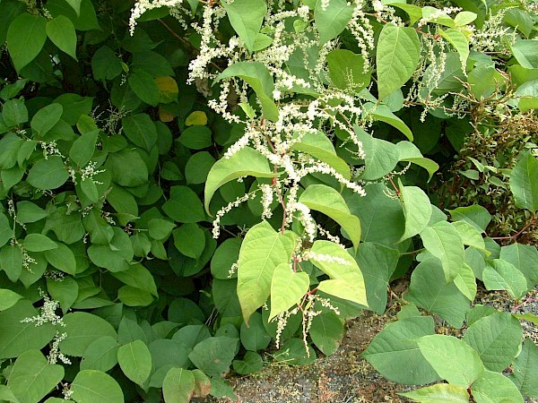 Quiz image