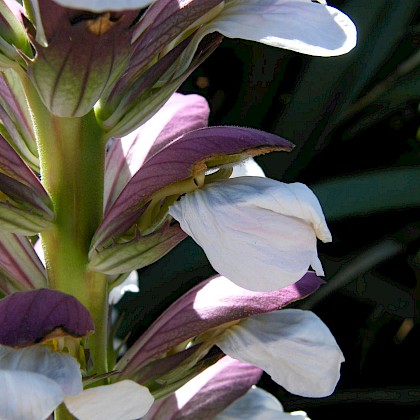 Weed quiz teaser image