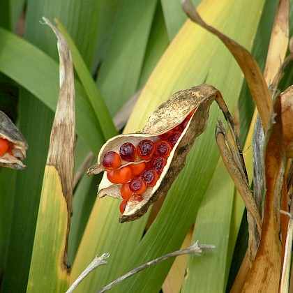 Weed quiz teaser image