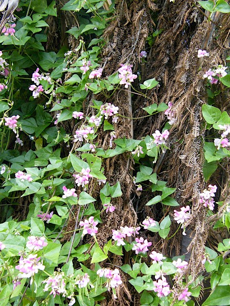 Quiz image