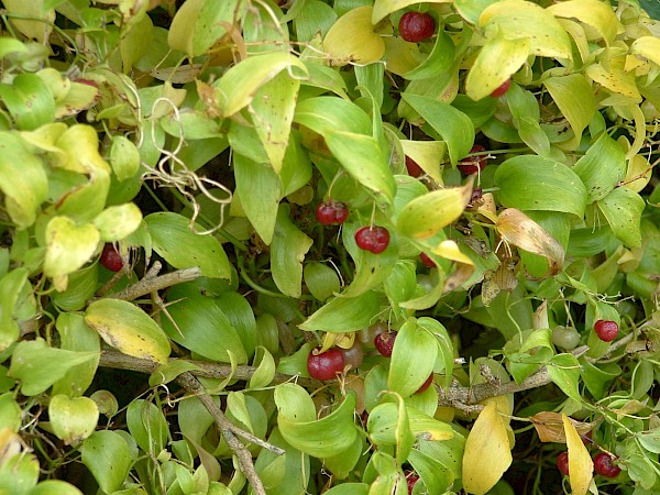 Quiz image