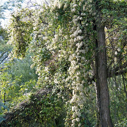 Weed quiz teaser image