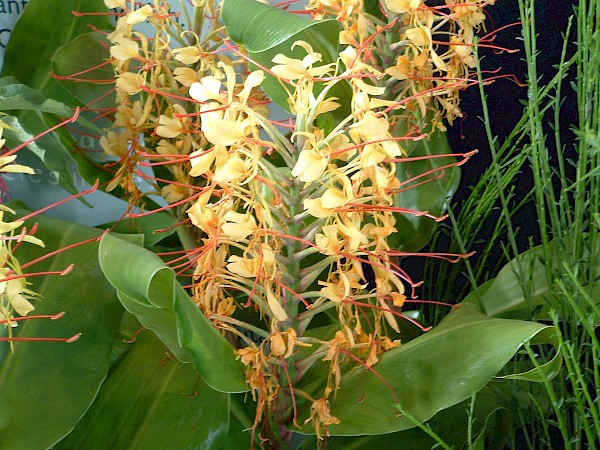 Quiz image