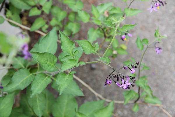 Quiz image