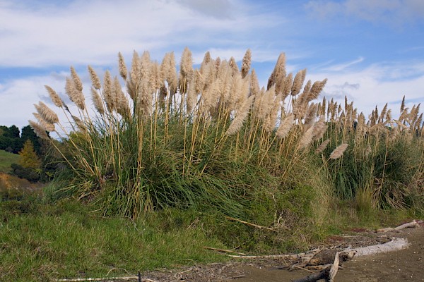 Quiz image