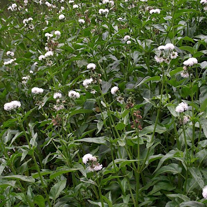 Weed quiz teaser image