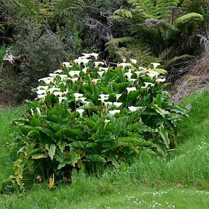 Weed quiz teaser image