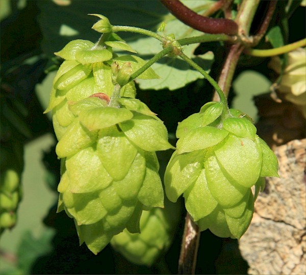 Quiz image
