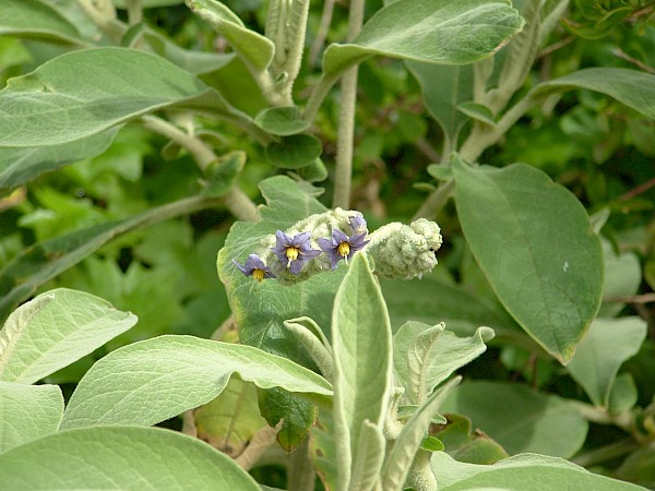 Quiz image