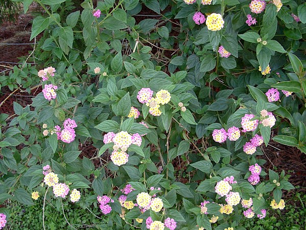 Quiz image