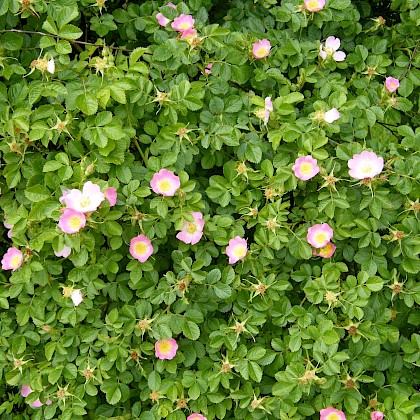 Weed quiz teaser image