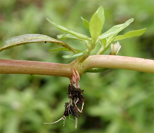 Quiz image