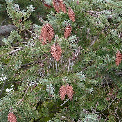 Weed quiz teaser image