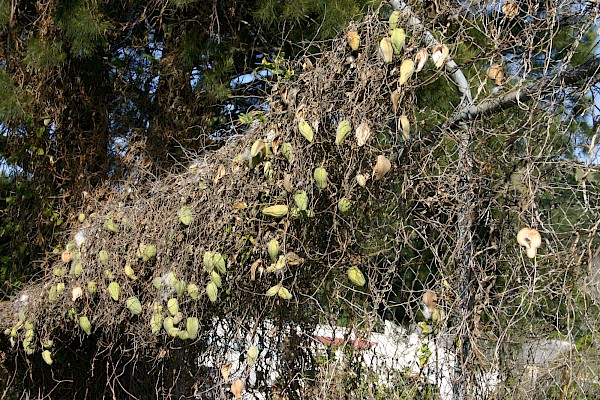 Quiz image