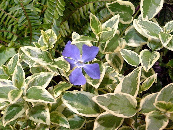 Quiz image