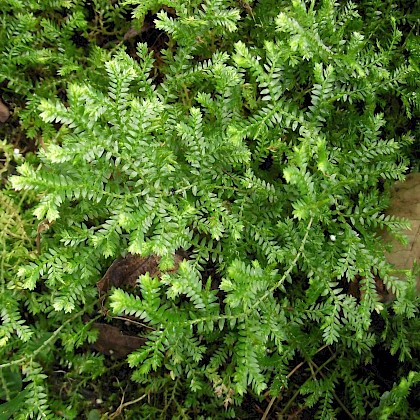 Weed quiz teaser image