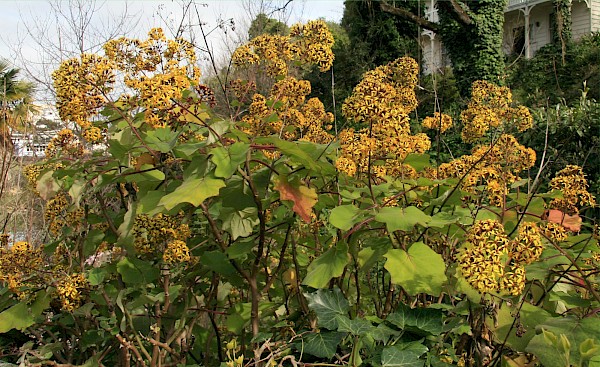 Quiz image