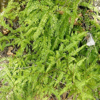 Weed quiz teaser image