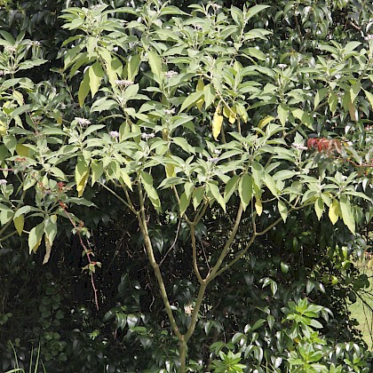 Weed quiz teaser image