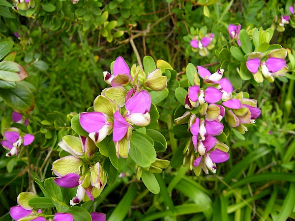 Quiz image
