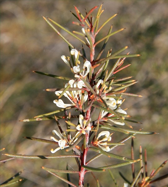 Quiz image