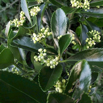 Weed quiz teaser image