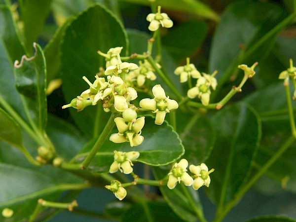 Quiz image