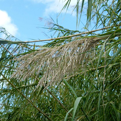 Weed quiz teaser image