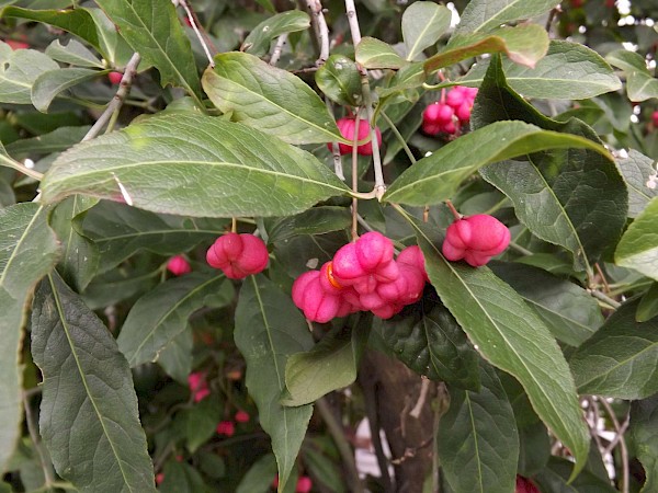 Quiz image