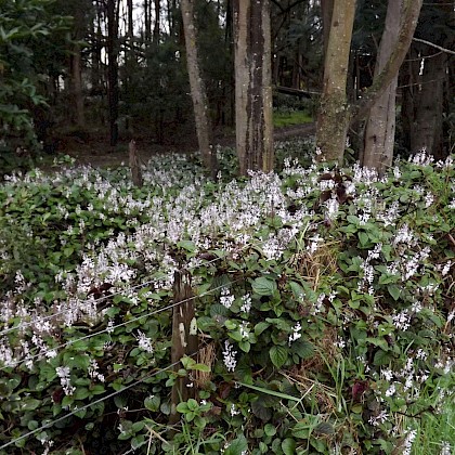 Weed quiz teaser image