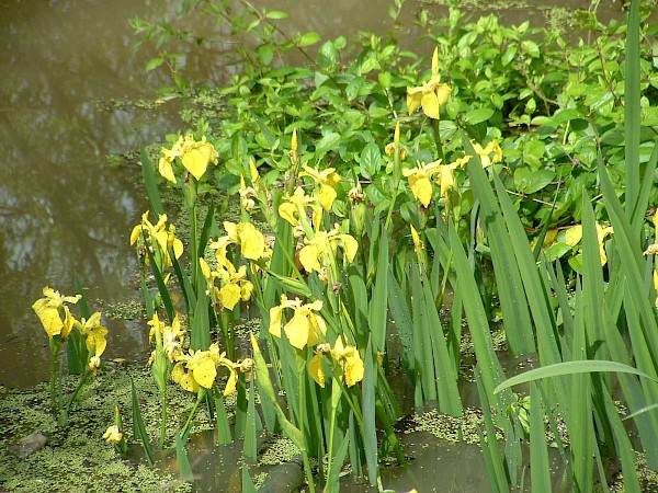Quiz image