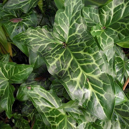 Weed quiz teaser image