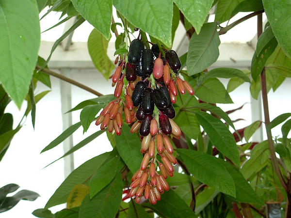Quiz image