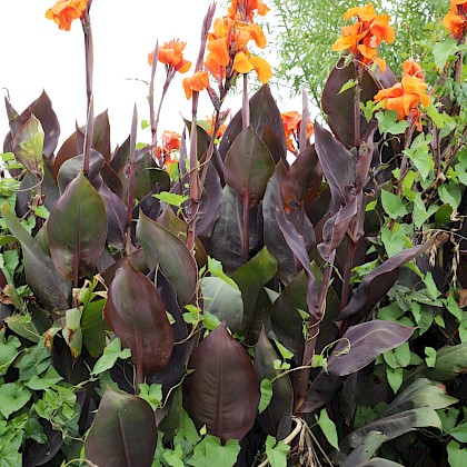 Weed quiz teaser image