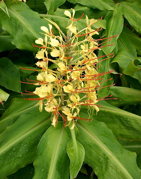 Quiz image