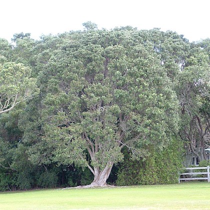 Weed quiz teaser image