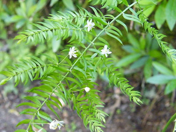 Quiz image