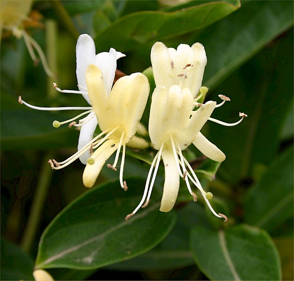 Quiz image