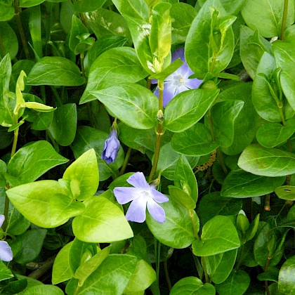 Weed quiz teaser image