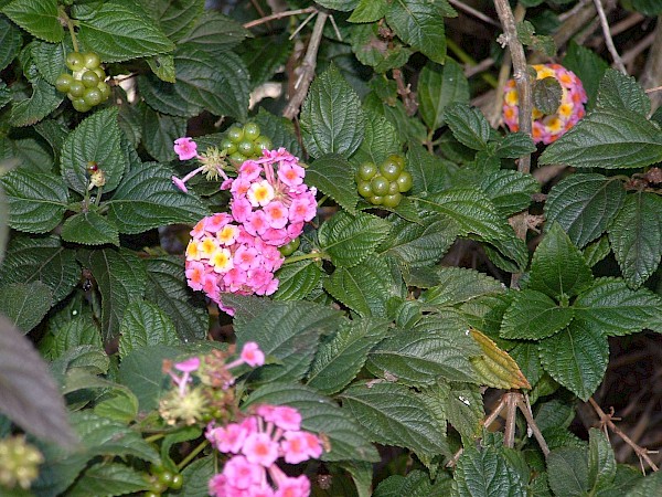 Quiz image