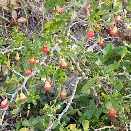 Weed quiz teaser image