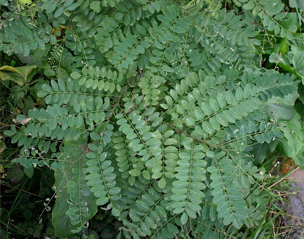 Quiz image