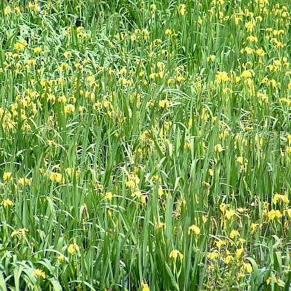 Weed quiz teaser image