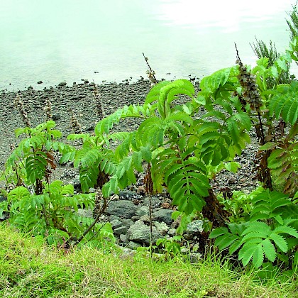 Weed quiz teaser image