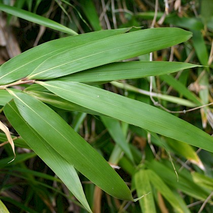 Weed quiz teaser image