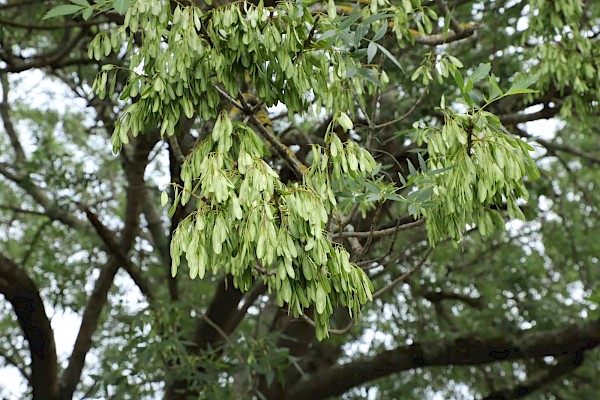 Quiz image